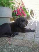 honden foto van joey