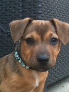 honden foto van spiky