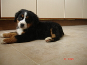honden foto honden foto van wim moons