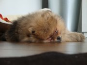 honden foto van suusie