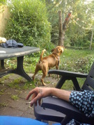 honden foto van baco