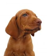 honden foto van Luka