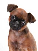 honden foto van Irina