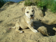 honden foto van truus
