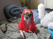 honden foto honden foto van elly