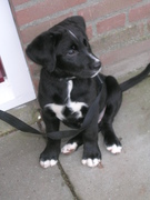 honden foto van dodge