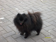 honden foto van zorro