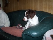 honden foto van willy perdijk