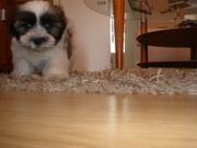 honden foto van paul en liza