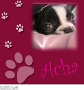 honden foto van Haike