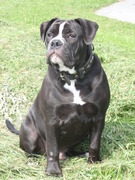 honden foto van Chantal