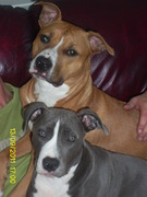 honden foto van Suus_Diablo_Diva