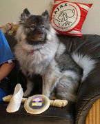 honden foto van Bambi