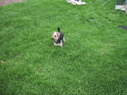 honden foto van Marion