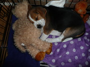 honden foto van Lotje