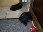 honden foto van Anneke