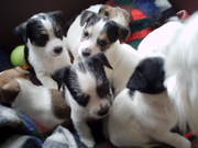 honden foto van Erna