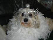 honden foto van lucienne