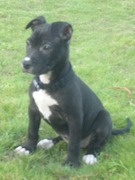 honden foto van Evelien 