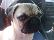 honden foto van Claudia Verbeek