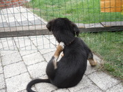 honden foto van Eline&Vino 