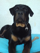 honden foto van Angelique