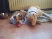 honden foto honden foto van Tyni~Bently