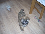 honden foto van marielle en banjer 