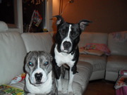 honden foto honden foto van kirsten van heusden