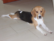 honden foto van Rowan