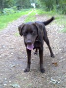 honden foto van Yara