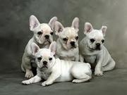 honden foto van noa
