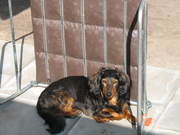 honden foto van nellie