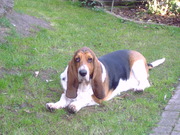honden foto van Peter