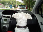 honden foto honden foto van Kittie