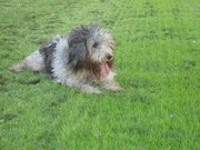 honden foto van Haidy