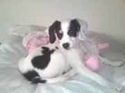 honden foto van Mirjam