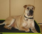 honden foto van martin de ridder