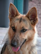 honden foto van JessHeera