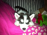 honden foto van Akino&Boeddha