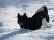 honden foto van Judi & Joy 
