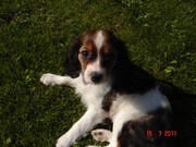 honden foto van renske en ik