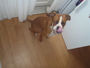 honden foto van annemarie