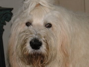 honden foto van Marianne