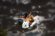 honden foto van edward