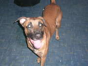 honden foto van jacqueline