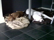 honden foto van Tjappie