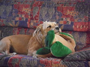 honden foto van reese de Haan