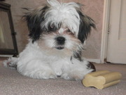 honden foto van veroeska