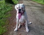 honden foto van michel